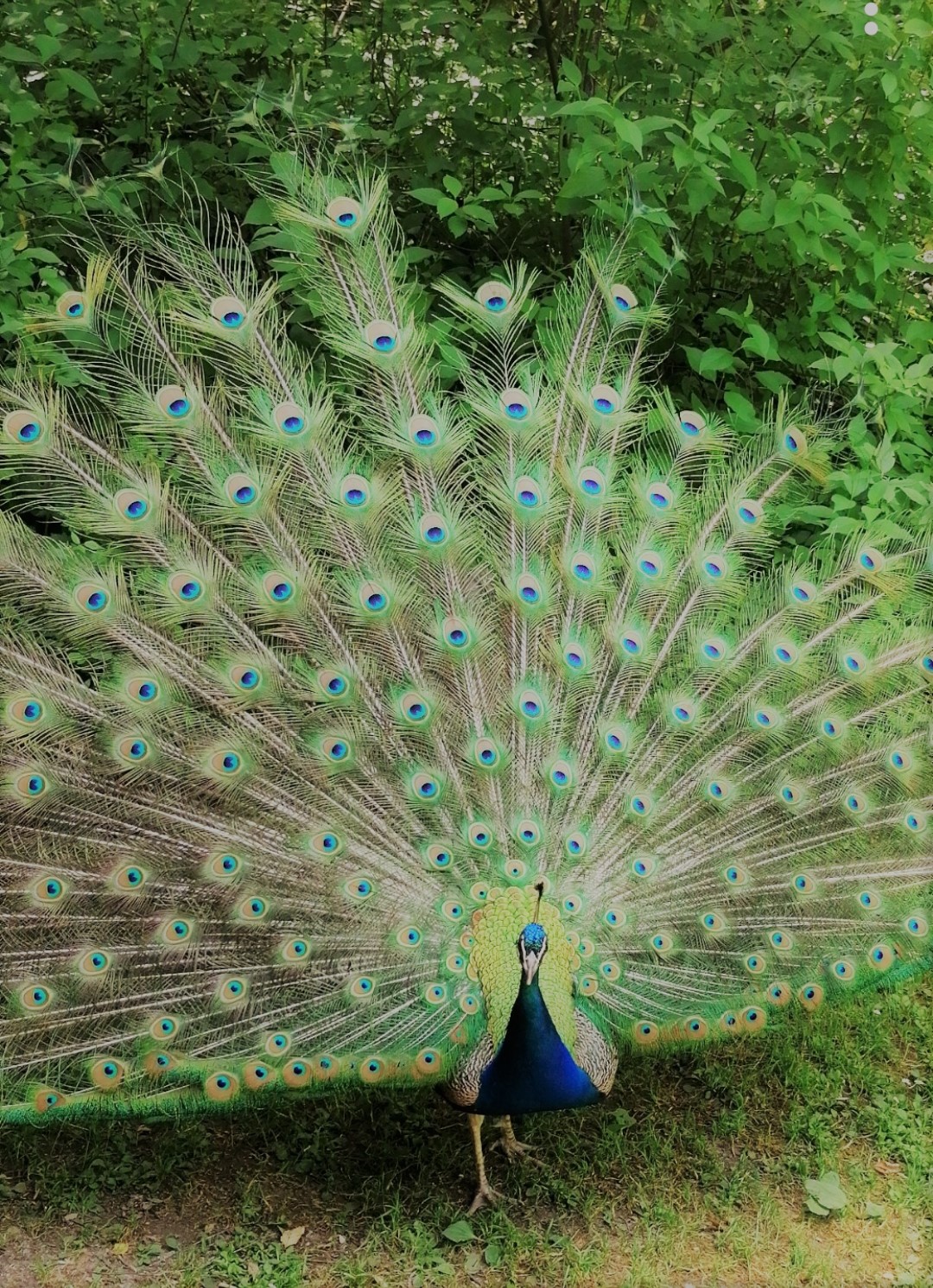 Pfau